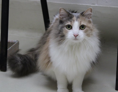 42260 - Savannah