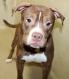 42244 - Handsome Hootie