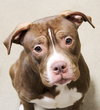 42244 - Handsome Hootie