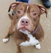 42244 - Handsome Hootie