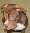 42244 - Handsome Hootie
