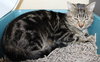 42345 - Luna