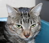 42345 - Luna