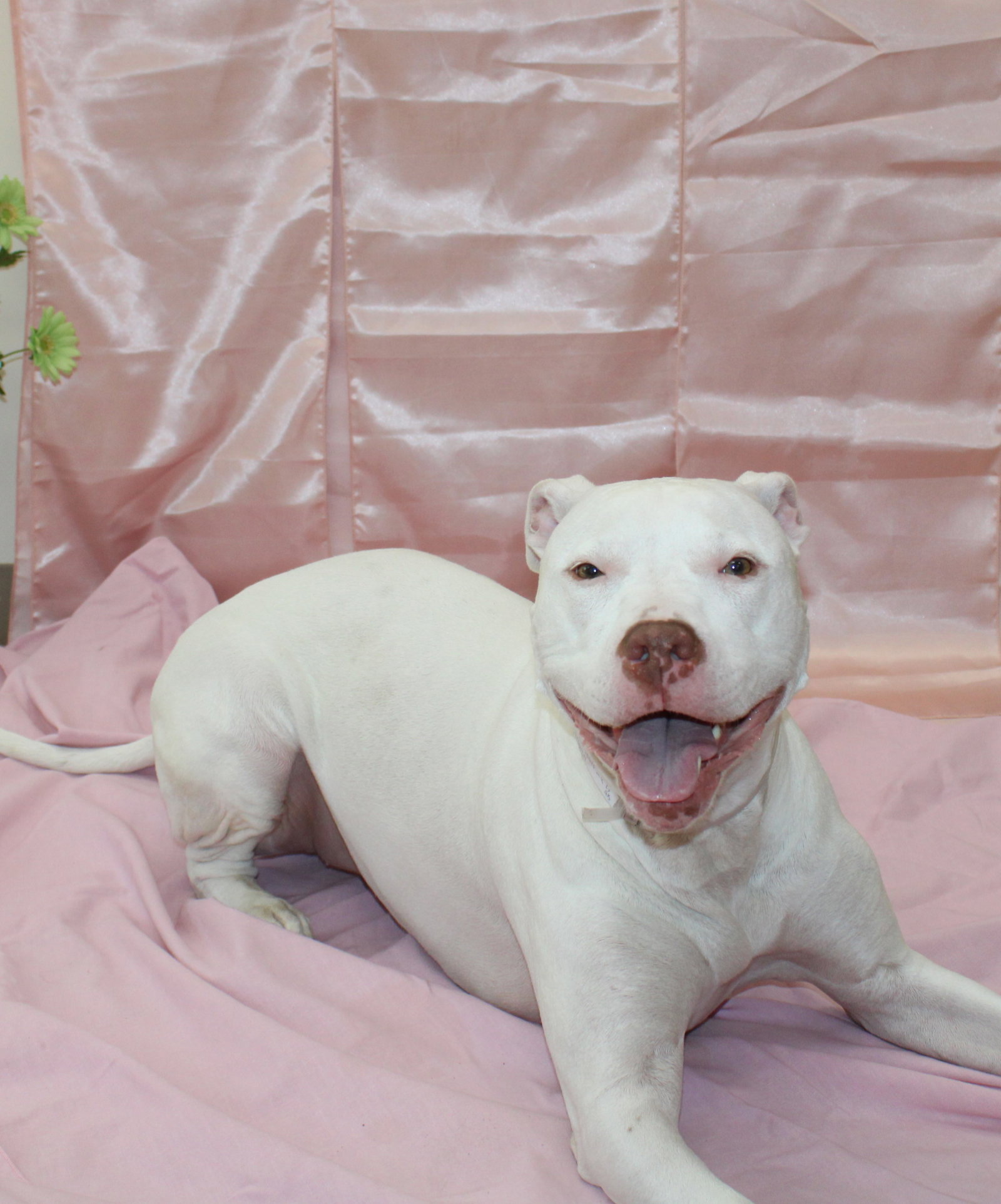Dog adoption in Columbia, MD 21045 American Staffordshire Terrier