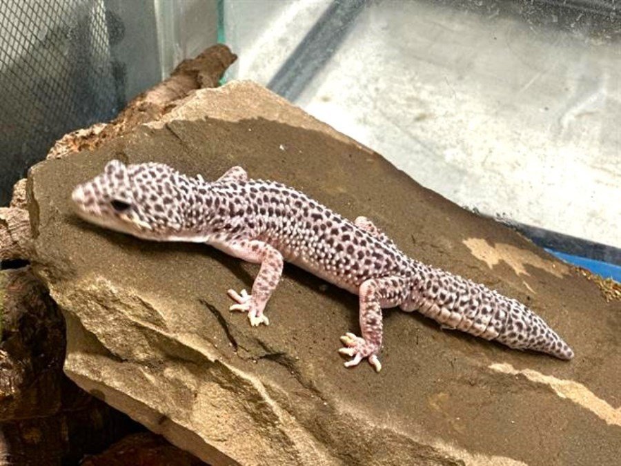 adoptable Lizard in Columbia, MD named 42705 - Austin