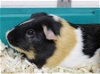 adoptable Guinea Pig in columbia, MD named 42722 & 42723 Canello and Drake