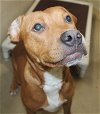 adoptable Dog in columbia, MD named 42851 - Tennesee