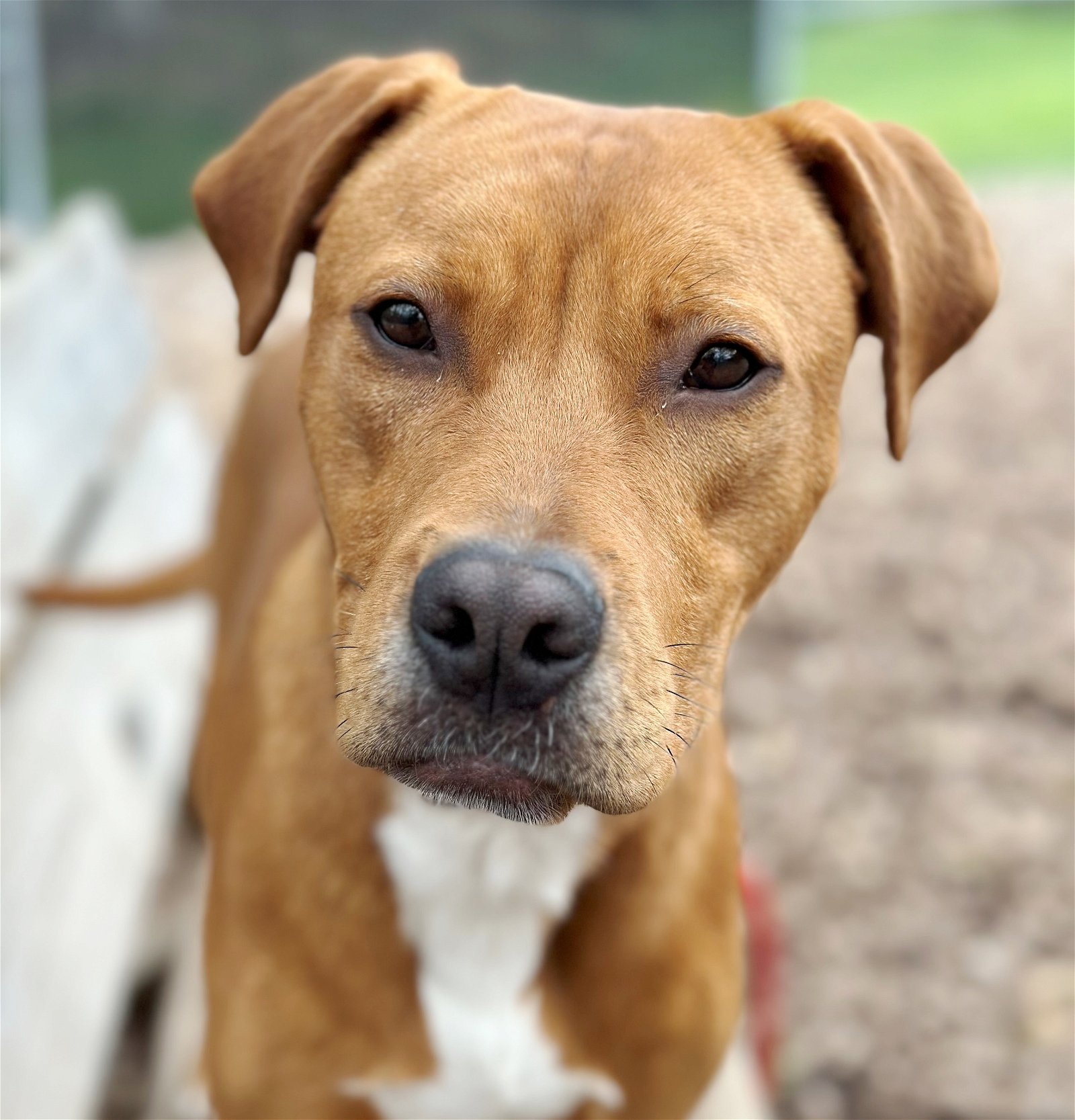 adoptable Dog in Columbia, MD named 42851 - Tennesee