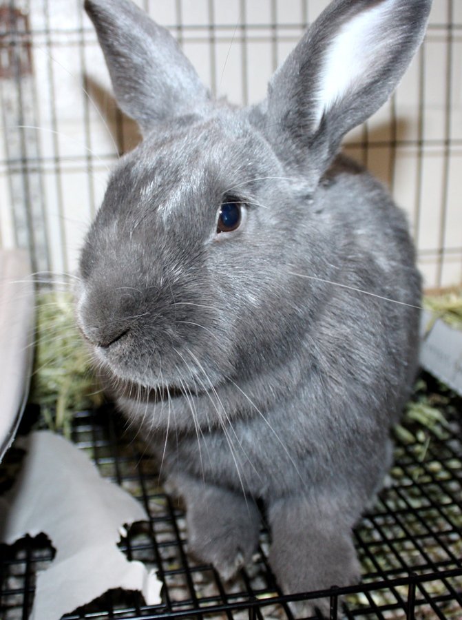 adoptable Rabbit in Columbia, MD named 42728 - Love