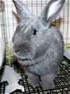 adoptable Rabbit in , MD named 42728 - Love
