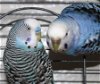 adoptable Bird in columbia, MD named 42807 - 42808 - Periwinkle and Bazinga