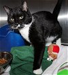 adoptable Cat in , MD named 42714 - Kamun