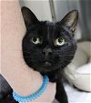 adoptable Cat in , MD named 42802 - Spirit