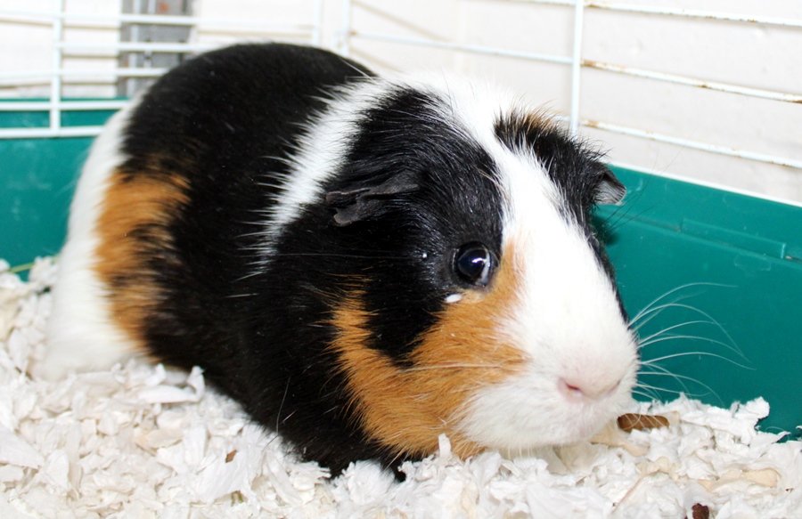adoptable Guinea Pig in Columbia, MD named 42838 - Bear