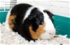 adoptable Guinea Pig in  named 42838 - Bear