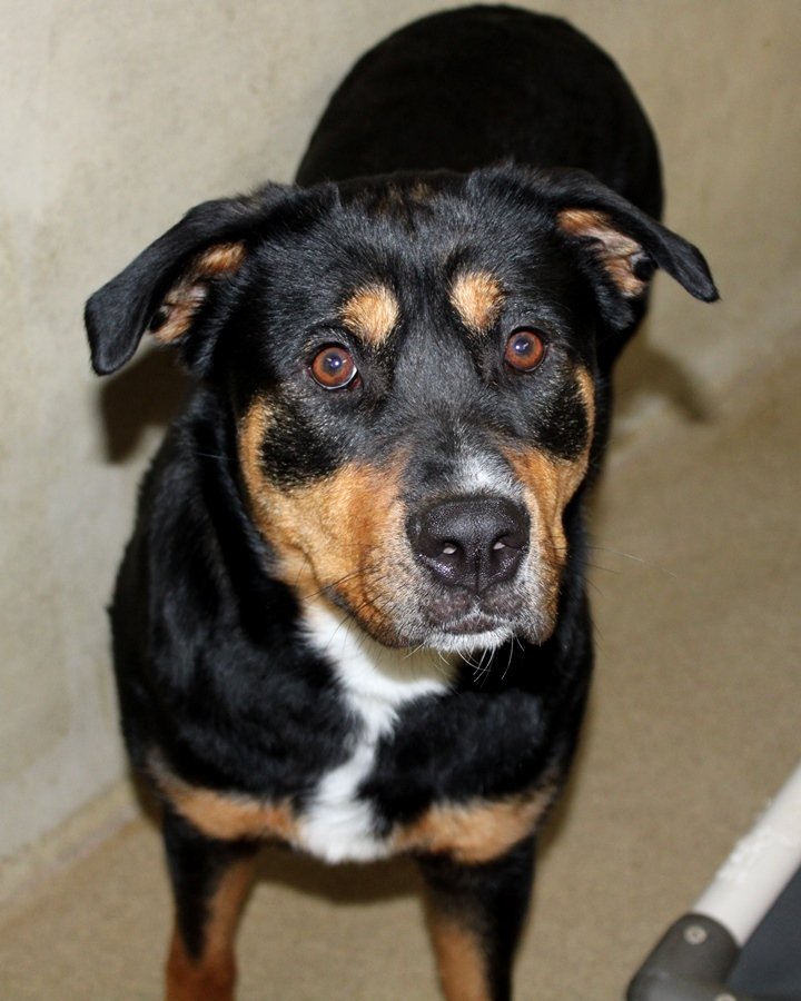 adoptable Dog in Columbia, MD named 42829 - Balenci