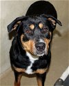 adoptable Dog in , MD named 42829 - Balenci