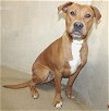 adoptable Dog in columbia, MD named 42851 - Tennessee
