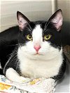 adoptable Cat in columbia, MD named 42880 - Simon