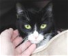 adoptable Cat in , MD named 42944 - Celeste
