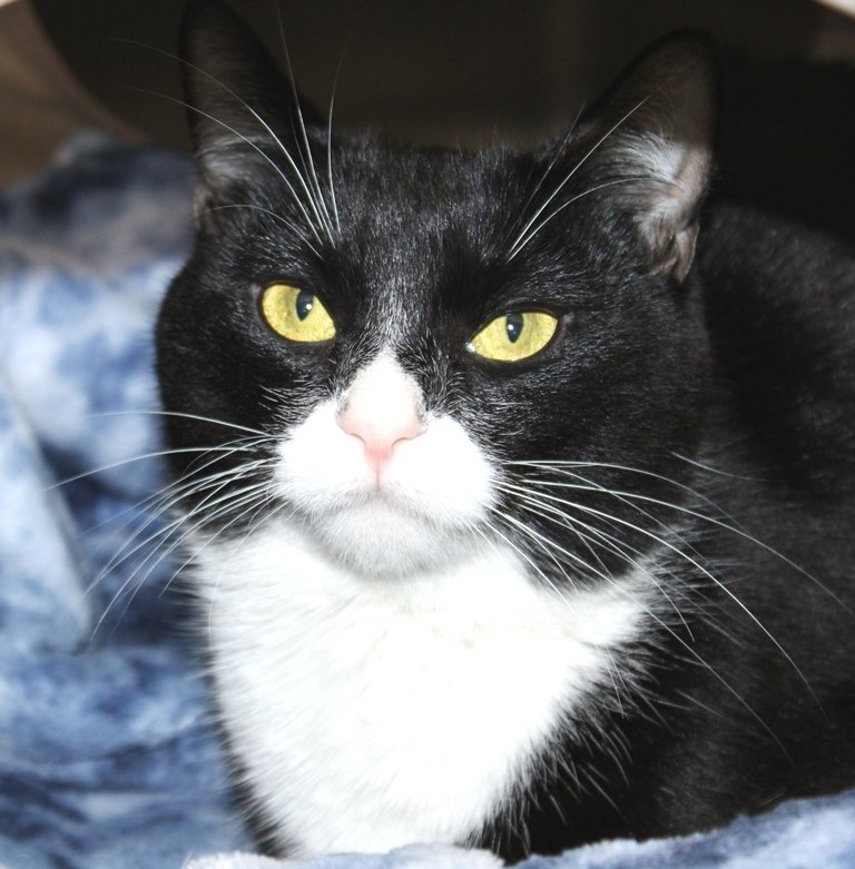 adoptable Cat in Columbia, MD named 42944 - Celeste