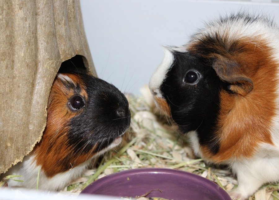 adoptable Guinea Pig in Columbia, MD named 42873 & 42874 - Jade and Armani