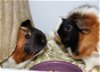 adoptable Guinea Pig in columbia, MD named 42873 & 42874 - Jade and Armani