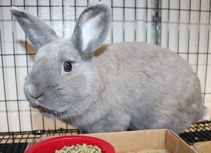 adoptable Rabbit in Columbia, MD named 42949 - Gregory