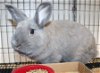 adoptable Rabbit in  named 42949 - Gregory