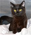adoptable Cat in , MD named 42945 Eclipse