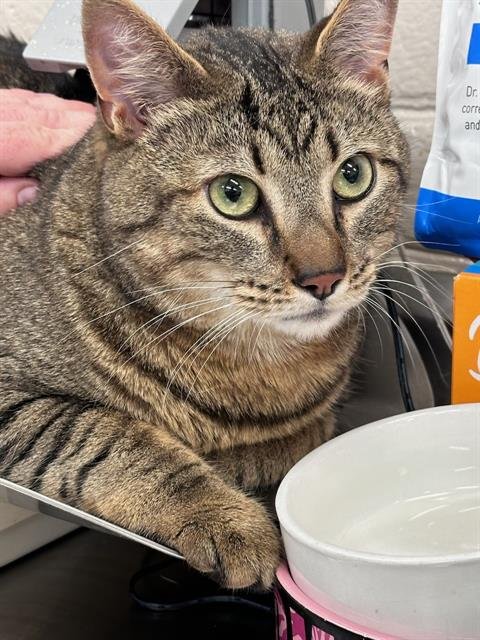 adoptable Cat in Columbia, MD named 43035 Miko