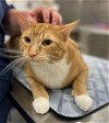 adoptable Cat in , MD named 43036 Jammer
