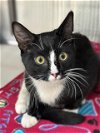 adoptable Cat in , MD named 43045 Abner