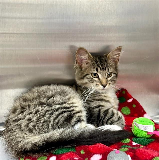 adoptable Cat in Columbia, MD named 43048 Arlowe