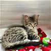 adoptable Cat in , MD named 43048 Arlowe