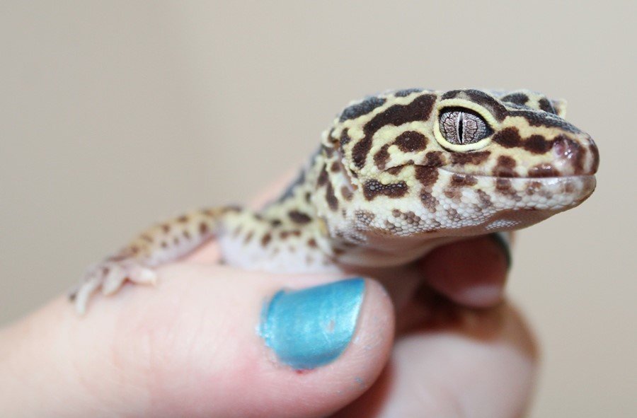 adoptable Gecko in Ellicott City, MD named 42972 Leina