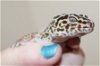adoptable Gecko in , MD named 42972 Leina