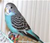 adoptable Bird in  named 42987 Baby Ruth