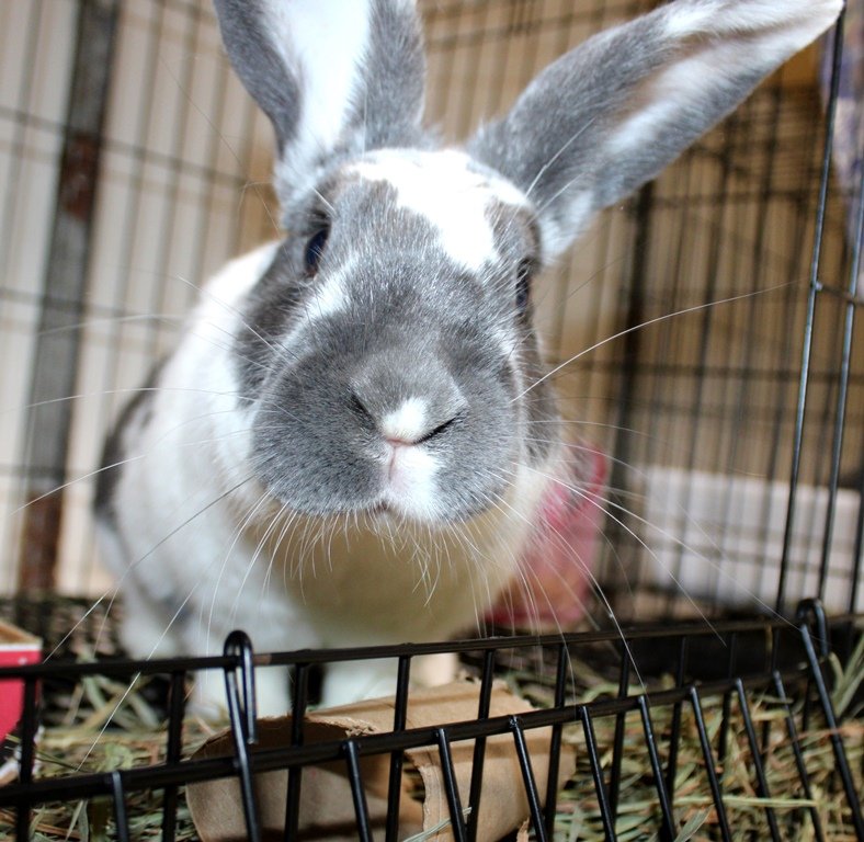 adoptable Rabbit in Columbia, MD named 43007 Charlie