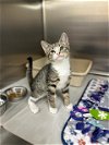 adoptable Cat in , MD named 43079 - Aubrey