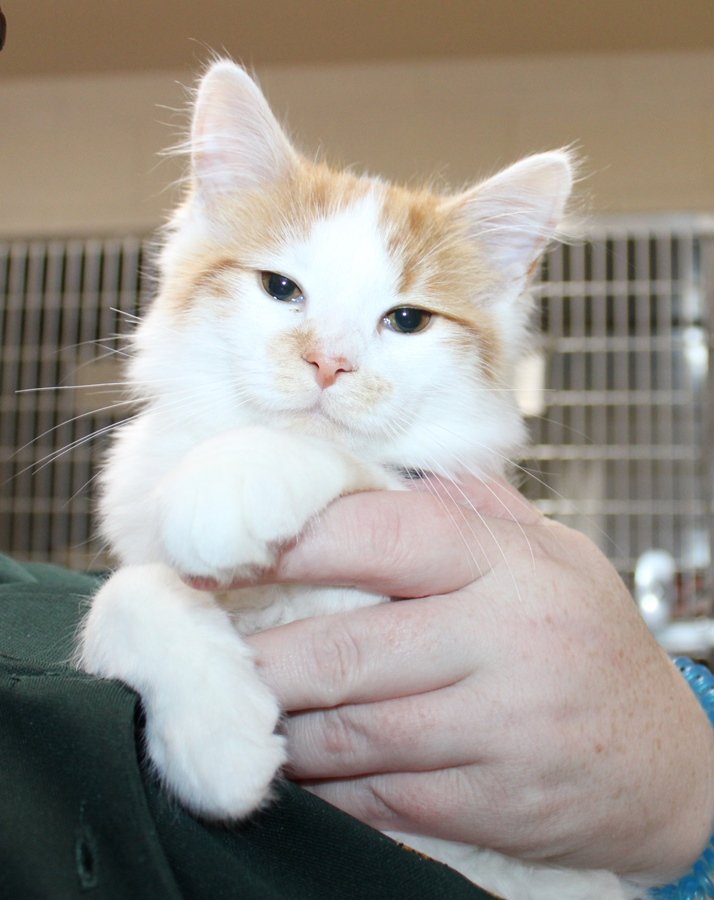 adoptable Cat in Columbia, MD named 43041 - Bebek