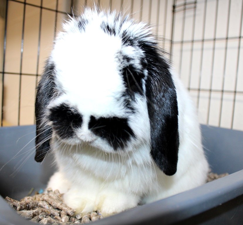 adoptable Rabbit in Columbia, MD named 43039 - Stache