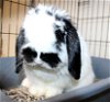 adoptable Rabbit in , MD named 43039 - Stache