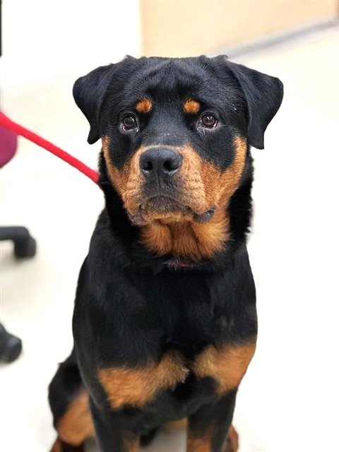 adoptable Dog in Columbia, MD named 43067 - Leeroy