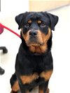 adoptable Dog in columbia, IA named 43067 - Leeroy