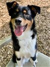 adoptable Dog in columbia, IA named 43072 Scout
