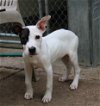 adoptable Dog in , MD named 43102 Leo