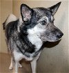 adoptable Dog in columbia, IA named 43104 - Shabba