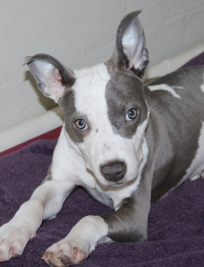 adoptable Dog in Columbia, MD named 43115 - Ju Ju