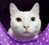 adoptable Cat in , MD named 43110 - Urma